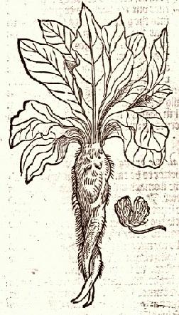 mandrake